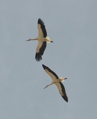 IMG_0853a